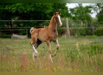 German Sport Horse, Stallion, , 16,3 hh, Chestnut-Red