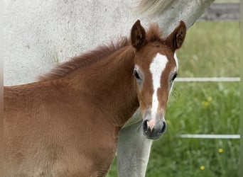 German Sport Horse, Stallion, Foal (04/2025), 16,3 hh, Grey-Red-Tan