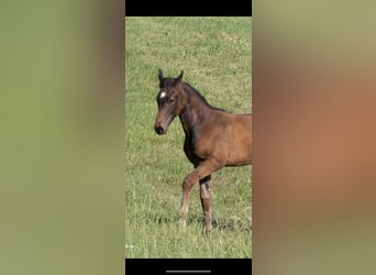German Sport Horse, Stallion, , 17 hh, Bay-Dark