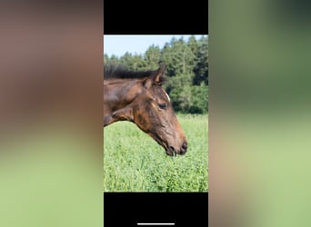 German Sport Horse, Stallion, , 17 hh, Bay-Dark