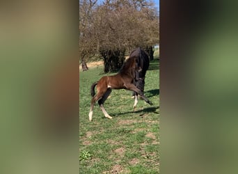 German Sport Horse, Stallion, , 17 hh, Bay-Dark