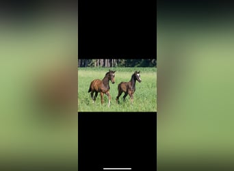 German Sport Horse, Stallion, , 17 hh, Bay-Dark