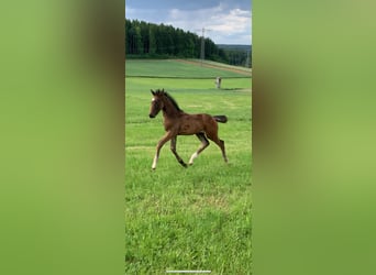 German Sport Horse, Stallion, , 17 hh, Bay-Dark