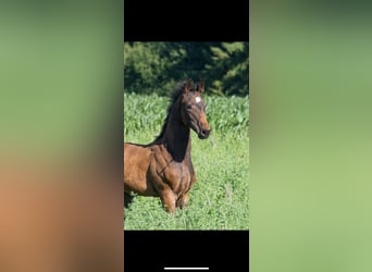 German Sport Horse, Stallion, , 17 hh, Bay-Dark
