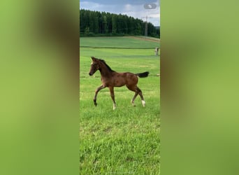 German Sport Horse, Stallion, , 17 hh, Bay-Dark