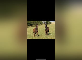 German Sport Horse, Stallion, , 17 hh, Bay-Dark