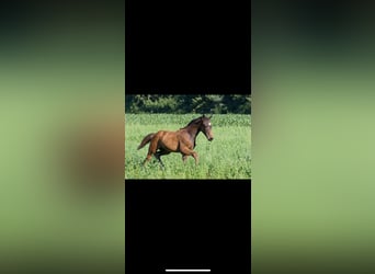 German Sport Horse, Stallion, , 17 hh, Bay-Dark
