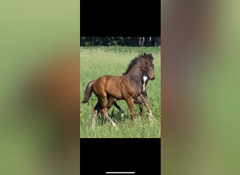 German Sport Horse, Stallion, , 17 hh, Bay-Dark