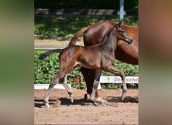 German Sport Horse, Stallion, Foal (05/2023), 17 hh, Bay-Dark