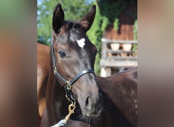 German Sport Horse, Stallion, Foal (04/2024), 17 hh, Black