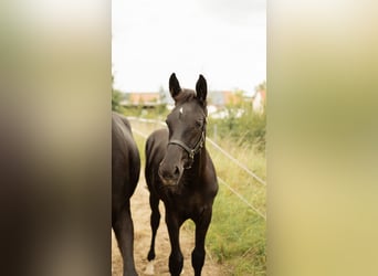 German Sport Horse, Stallion, Foal (04/2025), 17 hh, Black