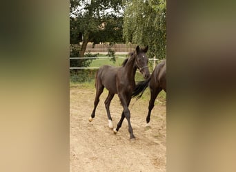 German Sport Horse, Stallion, Foal (04/2025), 17 hh, Black