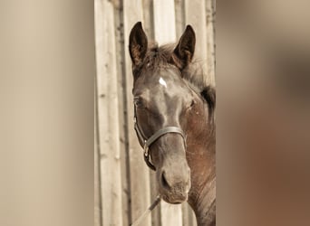 German Sport Horse, Stallion, Foal (04/2025), 17 hh, Black