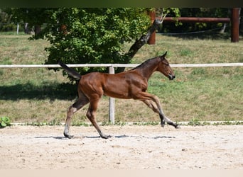 German Sport Horse, Stallion, Foal (06/2026), 17 hh, Brown