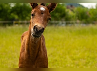 German Sport Horse, Stallion, Foal (01/2025), 17 hh, Brown