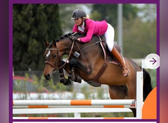 German Sport Horse, Stallion, Foal (01/2025), 17 hh, Brown