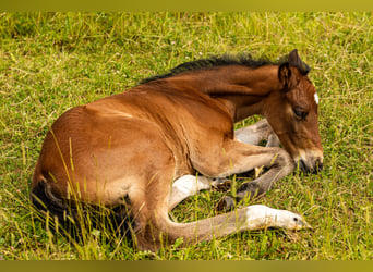 German Sport Horse, Stallion, Foal (01/2025), 17 hh, Brown