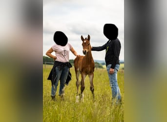 German Sport Horse, Stallion, Foal (01/2025), 17 hh, Brown