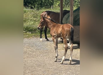 German Sport Horse, Stallion, Foal (01/2025), 17 hh, Brown