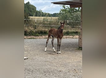 German Sport Horse, Stallion, Foal (01/2025), 17 hh, Brown