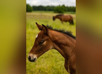 German Sport Horse, Stallion, Foal (01/2025), 17 hh, Brown