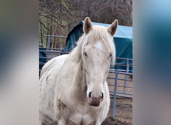 German Sport Horse, Stallion, Foal (03/2025), 17 hh, Buckskin