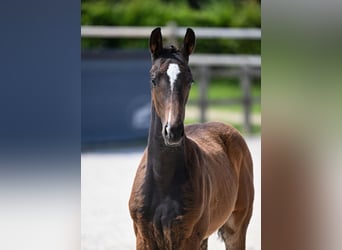 German Sport Horse, Stallion, , 17 hh, Smoky-Black