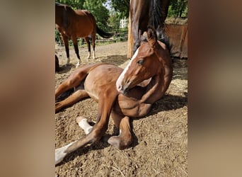 German Sport Horse, Stallion, Foal (04/2025), 18 hh, Bay