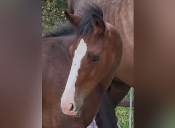 German Sport Horse, Stallion, Foal (04/2025), 18 hh, Bay