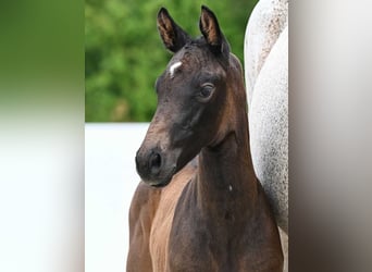 German Sport Horse, Stallion, Foal (05/2024), Bay-Dark