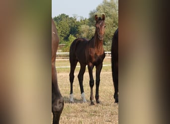 German Sport Horse, Stallion, Foal (05/2024), Bay-Dark