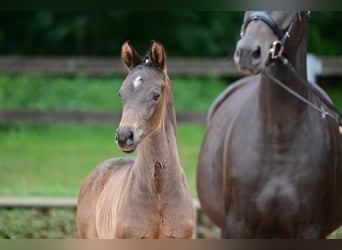 German Sport Horse, Stallion, Foal (05/2024), Bay-Dark