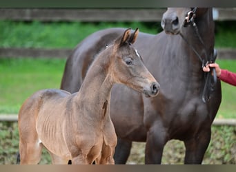 German Sport Horse, Stallion, Foal (05/2024), Bay-Dark