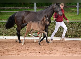 German Sport Horse, Stallion, Foal (05/2024), Bay-Dark