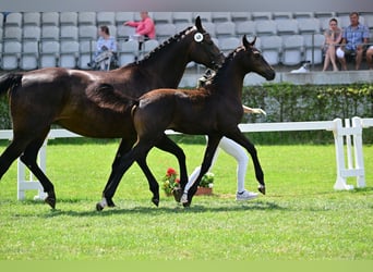 German Sport Horse, Stallion, Foal (04/2024), Bay-Dark