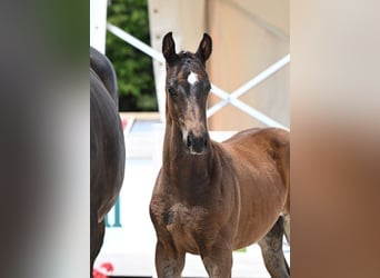 German Sport Horse, Stallion, Foal (04/2025), Bay-Dark