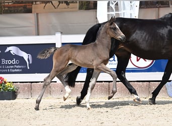 German Sport Horse, Stallion, Foal (05/2025), Bay-Dark