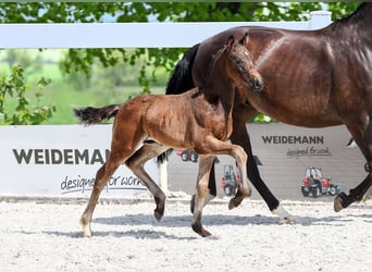 German Sport Horse, Stallion, Foal (04/2025), Bay-Dark