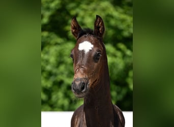 German Sport Horse, Stallion, Foal (05/2025), Bay-Dark