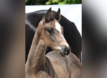 German Sport Horse, Stallion, Foal (05/2025), Bay-Dark