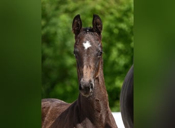 German Sport Horse, Stallion, Foal (04/2025), Bay-Dark