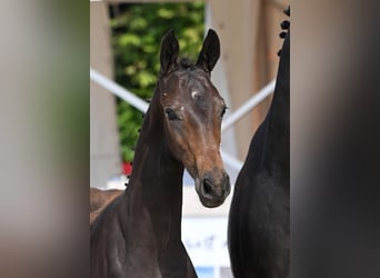 German Sport Horse, Stallion, Foal (03/2025), Bay-Dark