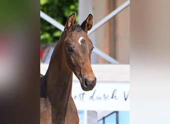 German Sport Horse, Stallion, Foal (04/2025), Bay-Dark
