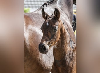 German Sport Horse, Stallion, Foal (04/2025), Bay-Dark