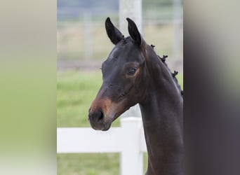 German Sport Horse, Stallion, Foal (03/2025), Bay-Dark