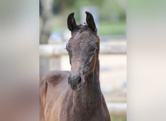 German Sport Horse, Stallion, Foal (05/2025), Bay-Dark