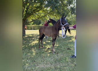 German Sport Horse, Stallion, Foal (04/2026), Bay-Dark