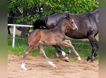 German Sport Horse, Stallion, Foal (03/2024), Bay-Dark