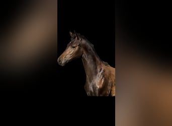 German Sport Horse, Stallion, Foal (05/2023), Bay-Dark
