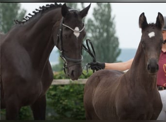 German Sport Horse, Stallion, Foal (05/2025), Bay-Dark